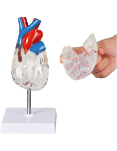 Modelo Anatómico de Corazón Transparente Simedutech 15cm 2