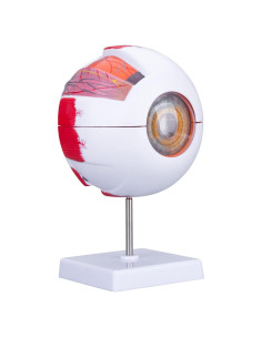 Modelo de Anatomía del Ojo Humano Healthible 27cm Removible