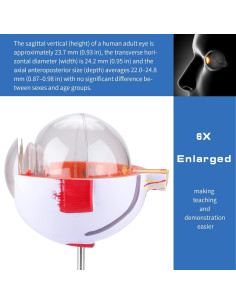 Modelo de Anatomía del Ojo Humano Healthible 27cm Removible 2