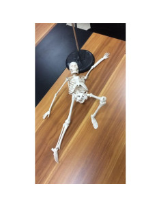 Modelo Esquelético Humano Mini 44 cm Biadahirea con Articulaciones 2