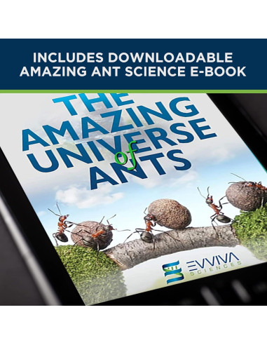 Evviva Hábitat de Hormigas LED 16.5x15.2cm Kit Educativo