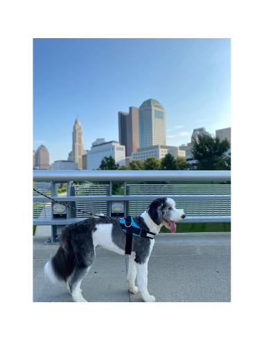 Arnés Esencial ShawnCo Azul Oceánico S Antitirones Ajustable