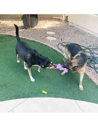 Paquete de 5 Juguetes de Peluche Jalousie para Perros