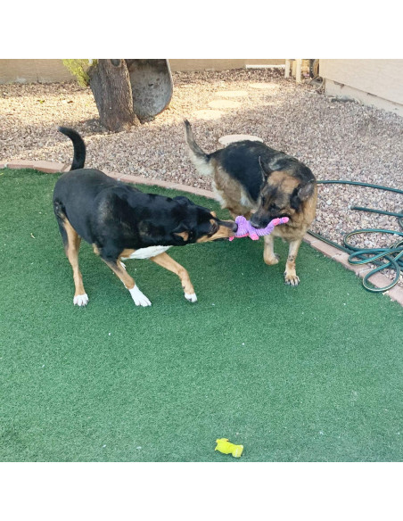 Paquete de 5 Juguetes de Peluche Jalousie para Perros