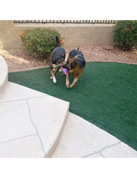 Paquete de 5 Juguetes de Peluche Jalousie para Perros