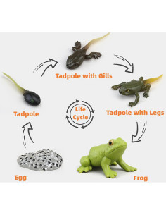 Juguete Educativo Ciclo de Vida Insectos MIKNEKE 3 Figuras 2