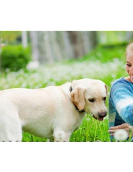 Correa de Reemplazo Sparky Pet Co 2.54cm Hebilla Cuadrada Negro