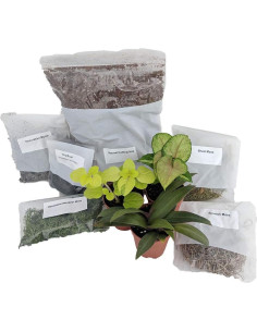 Kit de Terrario Vivo Hirt's Gardens con 3 Plantas Miniatura 2