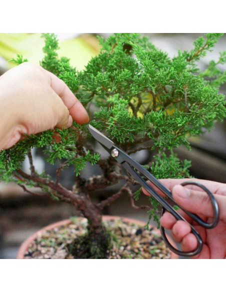 Conjunto de Herramientas de Bonsai MOSFiATA 13 Pcs Acero Carbono