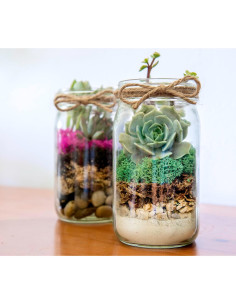Kit de Terrario DIY SuperMoss Portland - Tarro de 8.89 cm 2