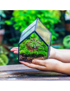 Terrario Geométrico de Vidrio NCYP Mini Casa 10.8x10.8x12.5 cm 2