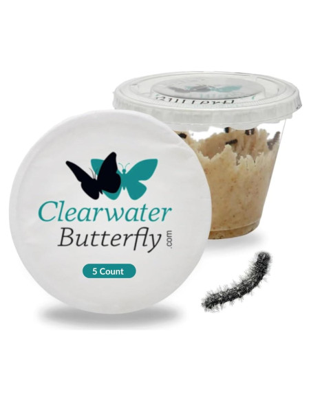 Kit de Mariposas Vivas Clearwater - 5 Orugas Pintadas
