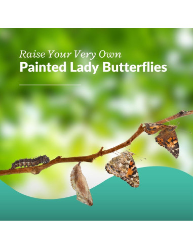 Kit de Mariposas Vivas Clearwater - 5 Orugas Pintadas