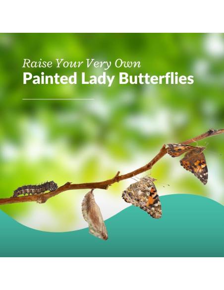 Kit de Mariposas Vivas Clearwater - 5 Orugas Pintadas