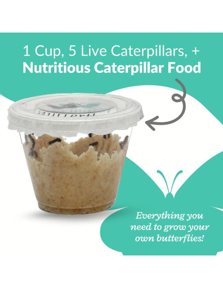 Kit de Mariposas Vivas Clearwater - 5 Orugas Pintadas