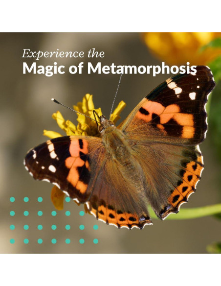 Kit de Mariposas Vivas Clearwater - 5 Orugas Pintadas