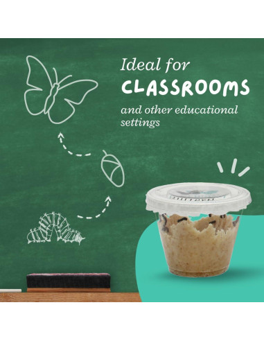 Kit de Mariposas Vivas Clearwater - 5 Orugas Pintadas