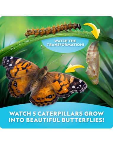 Kit de Crecimiento de Mariposas National Geographic - Incluye Vale para 5 Orugas
