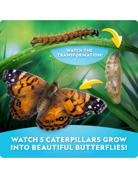 Kit de Crecimiento de Mariposas National Geographic - Incluye Vale para 5 Orugas