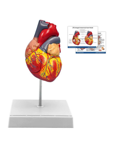 Modelo de Corazón Anatómico Ampliado SFXYJ 4 Partes 49 Estructuras