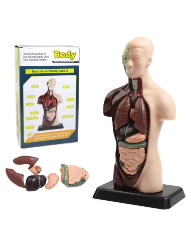 Modelo Anatómico Humano 28 cm Kouyot con Órganos Desmontables