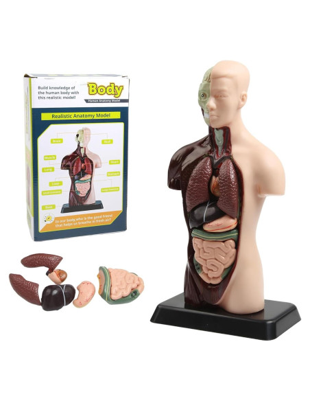 Modelo Anatómico Humano 28 cm Kouyot con Órganos Desmontables
