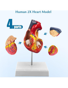 Modelo de Corazón Anatómico Ampliado SFXYJ 4 Partes 49 Estructuras 2