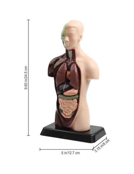 Modelo Anatómico Humano 28 cm Kouyot con Órganos Desmontables