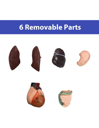 Modelo Anatómico Humano 28 cm Kouyot con Órganos Desmontables