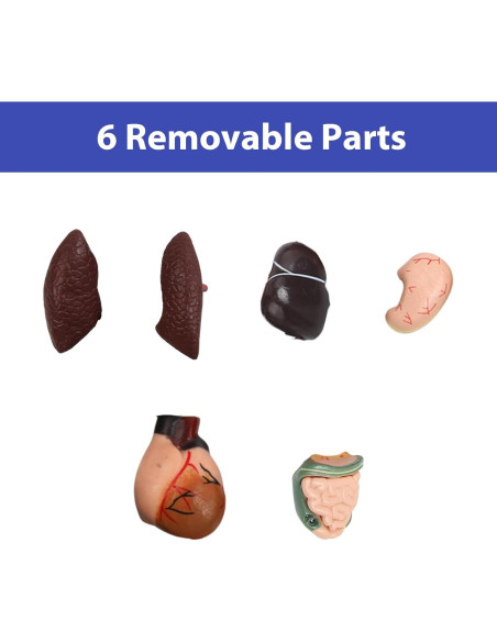 Modelo Anatómico Humano 28 cm Kouyot con Órganos Desmontables