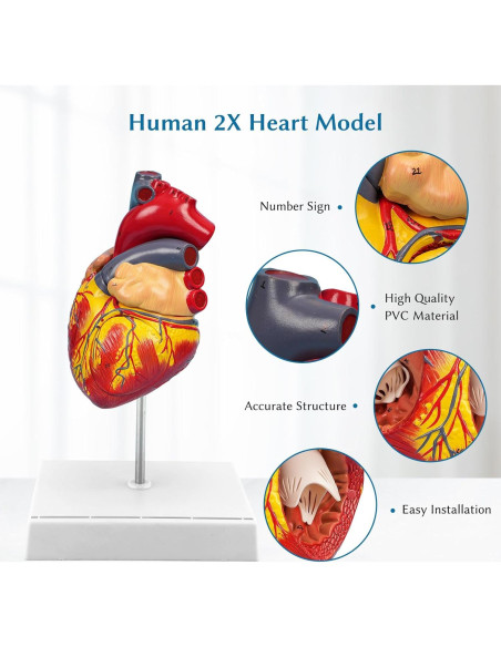 Modelo de Corazón Anatómico Ampliado SFXYJ 4 Partes 49 Estructuras Modelo de Corazón Anatómico Ampliado SFXYJ 4 Partes 49 Estructuras