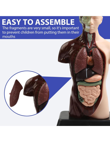 Modelo Anatómico Humano 28 cm Kouyot con Órganos Desmontables