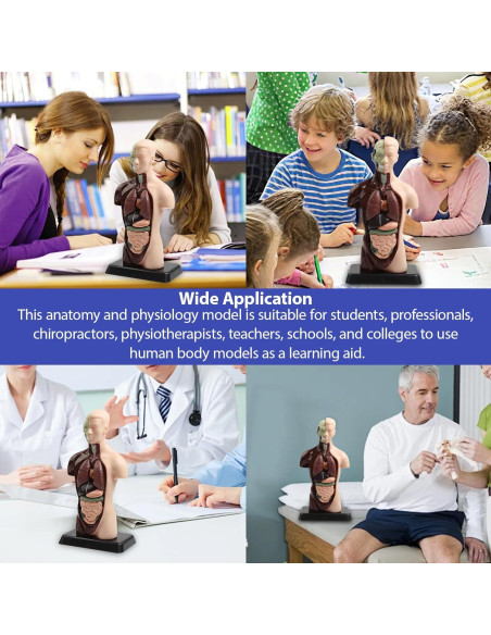 Modelo Anatómico Humano 28 cm Kouyot con Órganos Desmontables