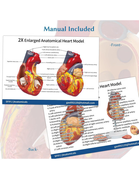 Modelo de Corazón Anatómico Ampliado SFXYJ 4 Partes 49 Estructuras Modelo de Corazón Anatómico Ampliado SFXYJ 4 Partes 49 Estructuras