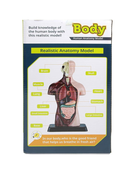 Modelo Anatómico Humano 28 cm Kouyot con Órganos Desmontables