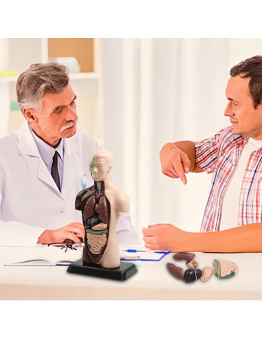 Modelo Anatómico Humano 28 cm Kouyot con Órganos Desmontables