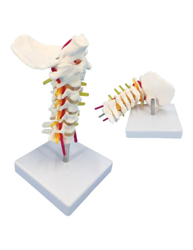 Modelo Anatómico de Columna Vertebral Cervical Veipho 1:1