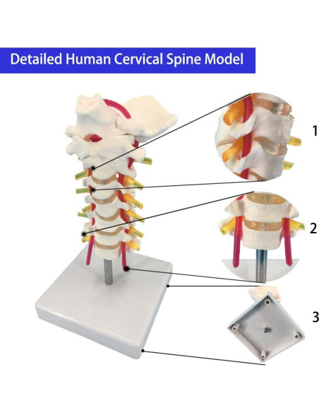 Modelo Anatómico de Columna Vertebral Cervical Veipho 1:1 Modelo Anatómico de Columna Vertebral Cervical Veipho 1:1