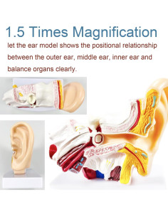 Modelo de Anatomía del Oído Humano 1.5x PVC - Educativo 2