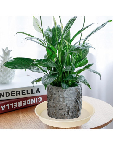 Paquete de 6 bandejas para plantas Bleuhome 10.16 cm beige