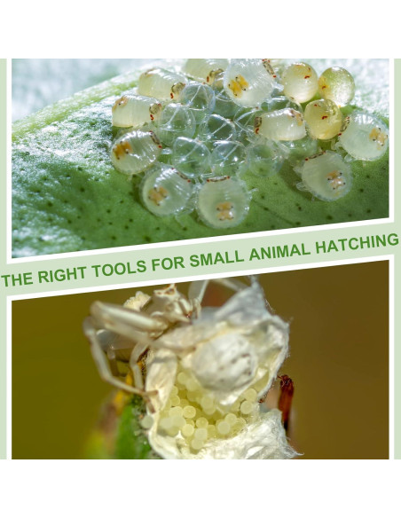 20 Cajas de Cría para Insectos y Reptiles Nuanchu 6.5x6.5x4.5cm