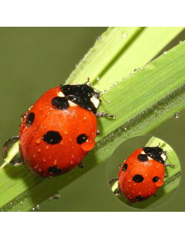 Caja de Insectos Aumentadora Lamilla - 12 Tarros para Exploración