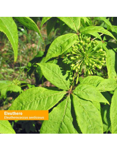 Extracto de Eleuthero Herb Pharm 30 ml - Energía y Resistencia 2