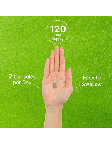 Suplemento Ginkgo Biloba 500mg DealSupplement 240 Cápsulas