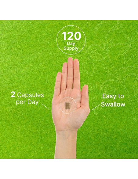 Suplemento Ginkgo Biloba 500mg DealSupplement 240 Cápsulas