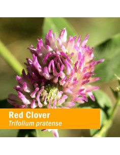 Extracto Líquido de Trébol Rojo Orgánico Herb Pharm 30 ml 2