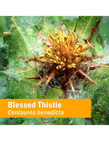 Extracto Líquido de Cardo Bendito Orgánico Herb Pharm 29.57 ml