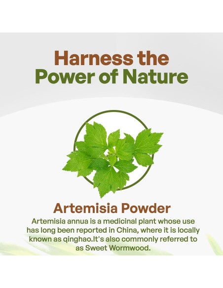 Polvo de Ajenjo Dulce Go Nutra 227 g - Artemisia Annua Pura