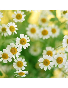 Té de Manzanilla Puro Kunming - 50 Bolsitas 80g Sin Cafeína 2