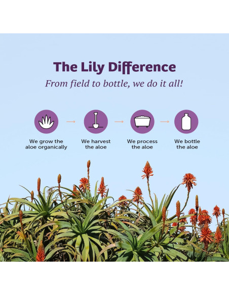 Jugo de Aloe Vera Lirio del Desierto 946 ml - Paquete de 2 Jugo de Aloe Vera Lirio del Desierto 946 ml - Paquete de 2